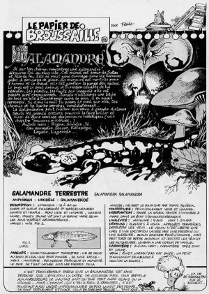 N&deg; 10 - Salamandra